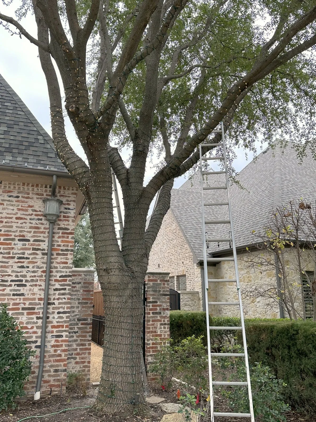 An aluminum extension ladder set and footed at a lit tree during a North Texas takedown