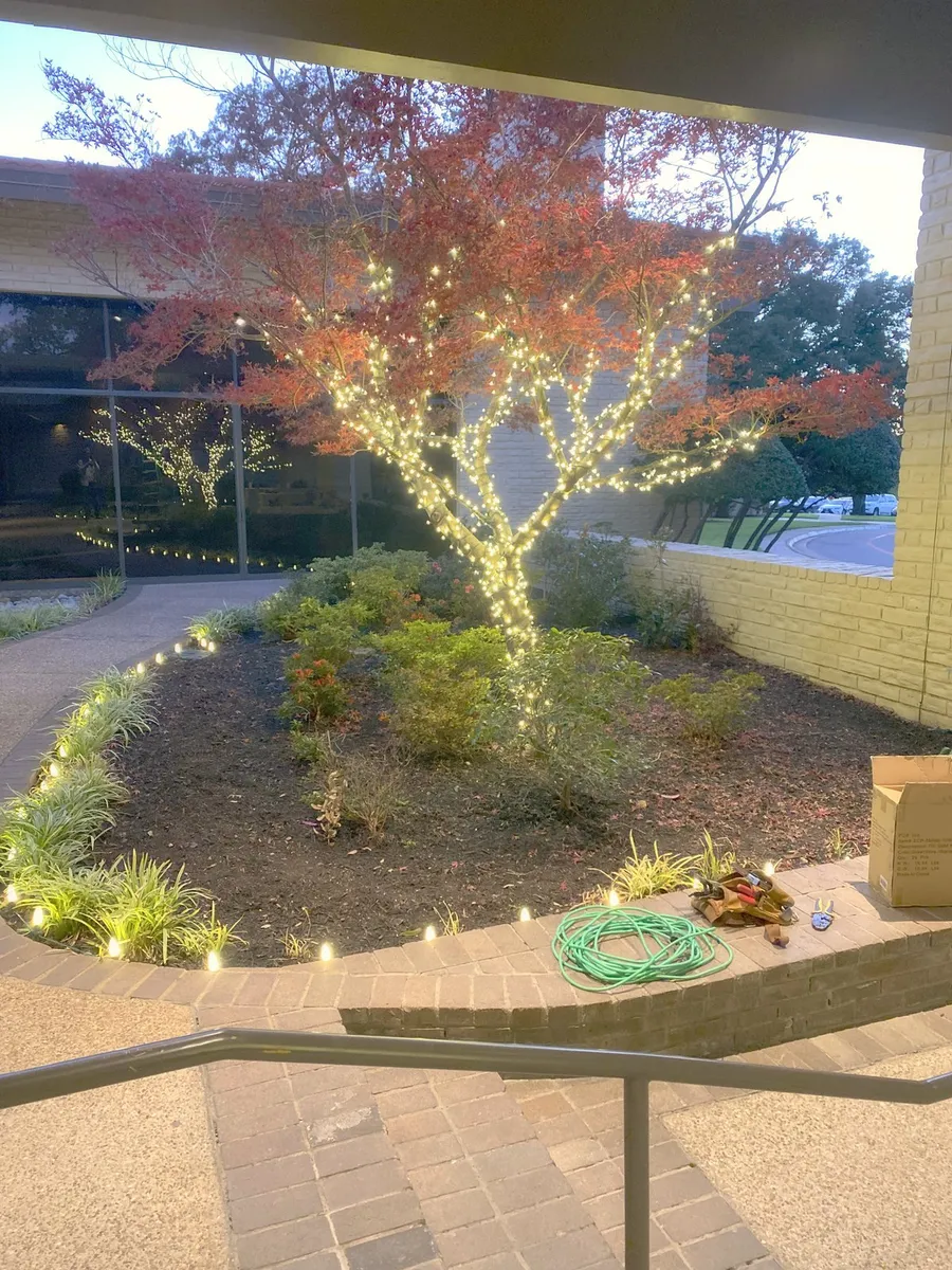 Tree and landscape-bed lighting together at dusk, installed by South Custom Lighting in North Texas